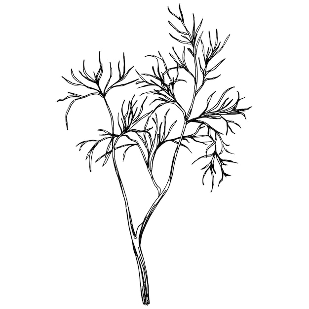 Vintage botanical sketch of fennel isolated