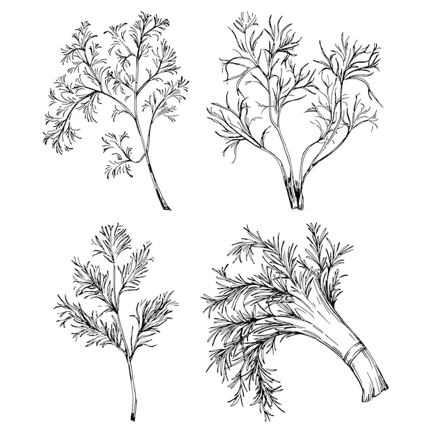 Vintage botanical sketch of fennel isolated