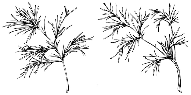 Vintage botanical sketch of fennel isolated