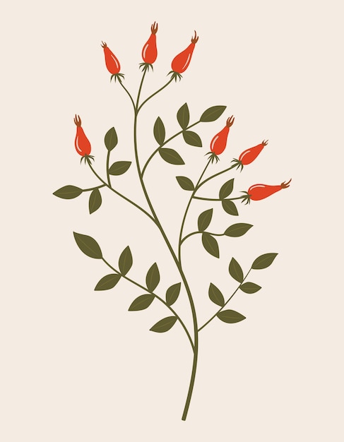 Vintage botanical vector illustration of wild rose hip with berries and leaves