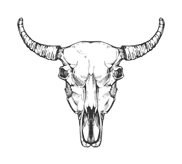 Vintage buffalo skull sketch. Bull animal head bones in hand drawn style. Cow head with horn 