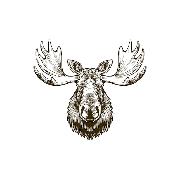 Vector vintage engraving woodcut illustration of moose