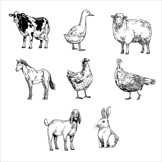 Vector vintage farm animal illustration