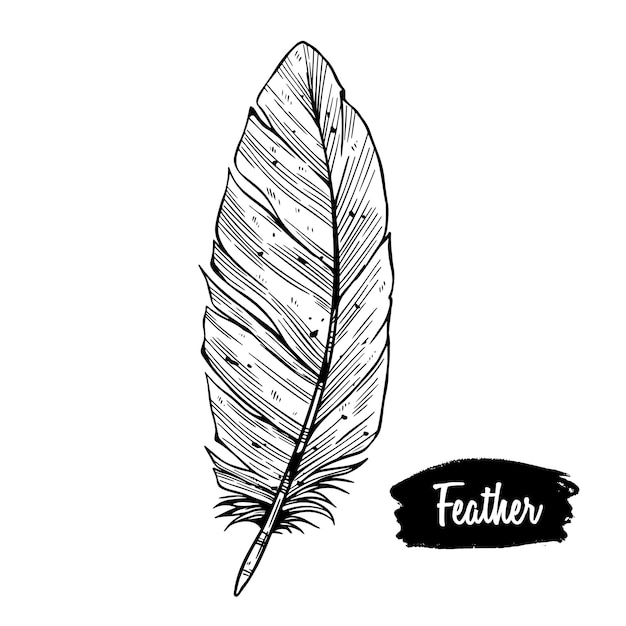 Vintage feather isolated on white background Hand drawn vector illustration