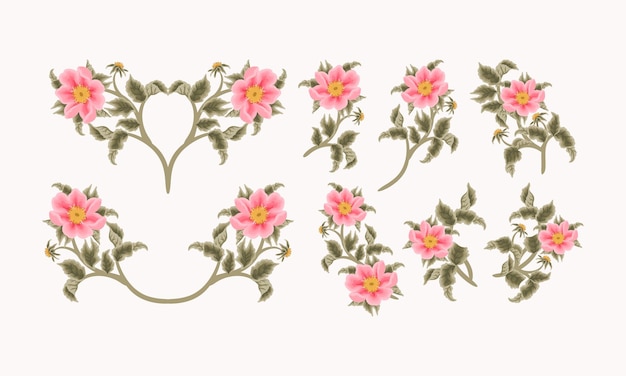 Vintage Feminine Hand Drawn Garden Peach Rosa Canina Flower for Beauty Clipart Element Collection