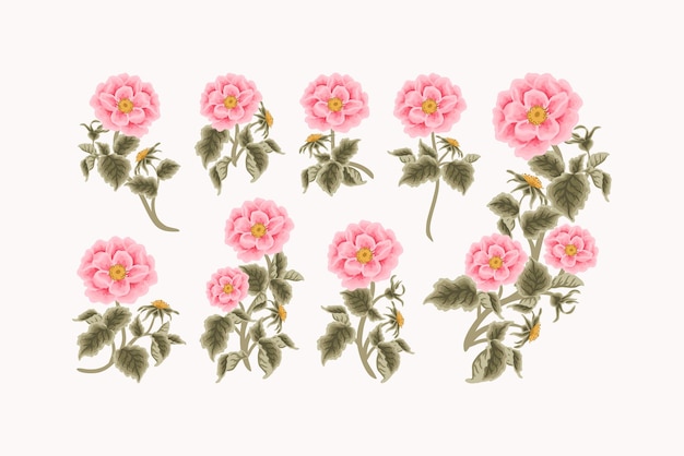 Vintage Feminine Hand Drawn Garden Pink Rosa Canina Flower Clipart Collection for Beauty Elements