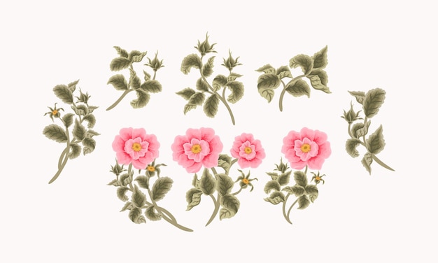 Vintage Feminine Hand Drawn Garden Pink Rosa Canina Flower Clipart Collection for Beauty Elements