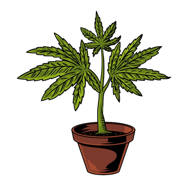 Vector vintage flower pot with plant of cannabis leaf marijuana weed green hemp for smoke medical food extract.