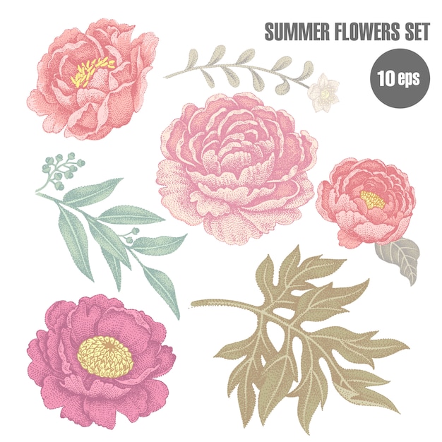 Vintage flowers peonies and leaves isolated.