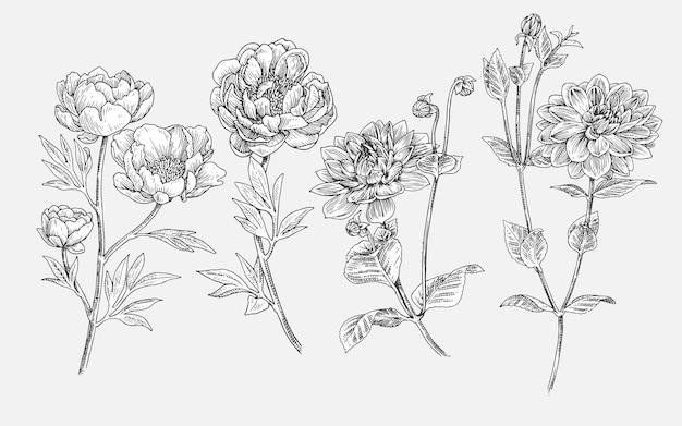 Vector vintage hand drawn flower illustration collection set