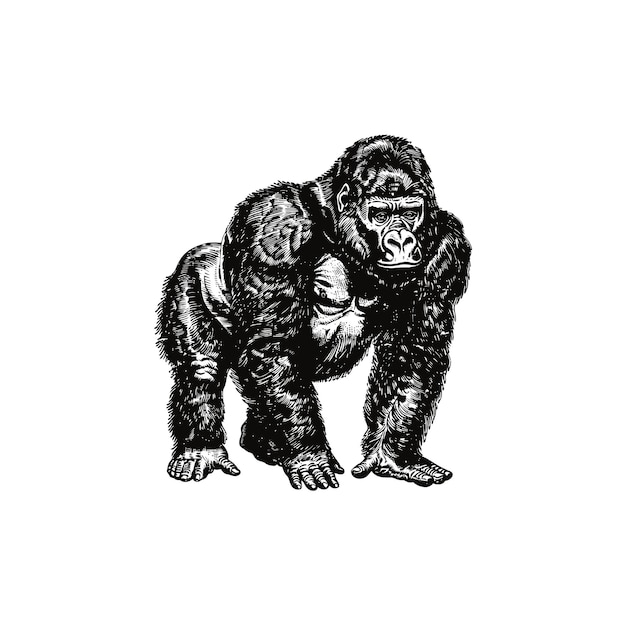 Vintage illustration of gorilla in crouched position Vector illustration design