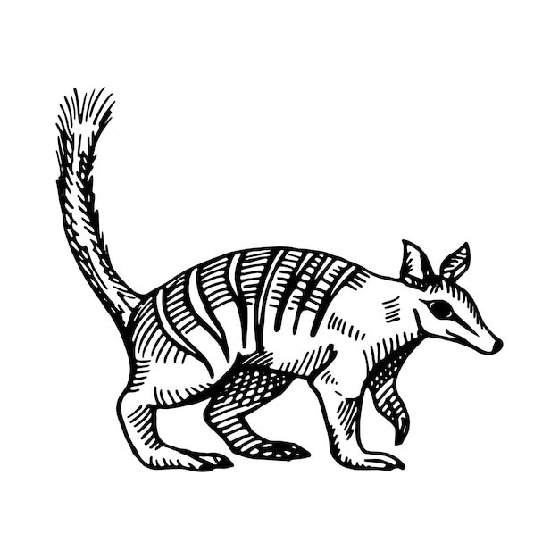 Vintage illustration of numbat on isolated white background. Vector sketch animal from Australian. Retro design character wildlife in engraving style.