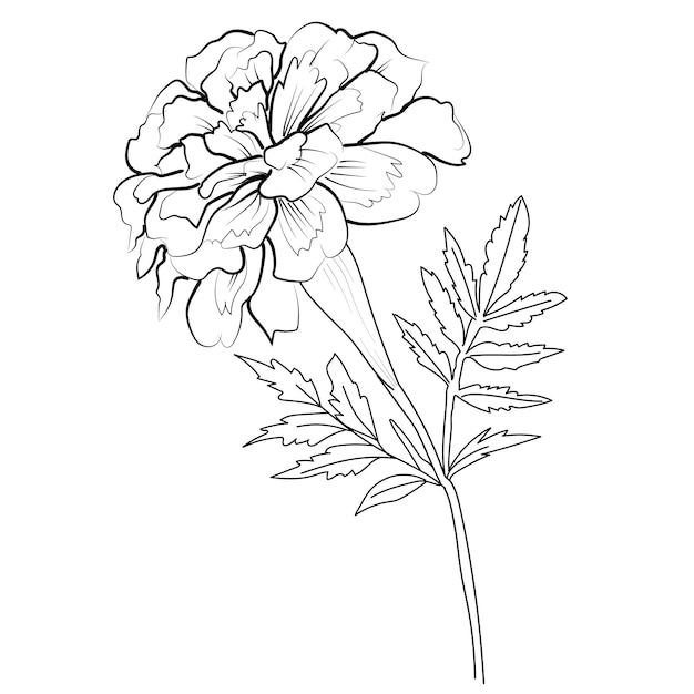 vintage marigold drawing outline marigold drawing simple marigold line drawing hand painting