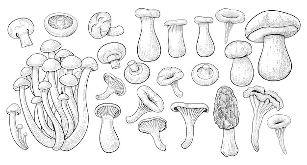 Vintage mushrooms Botanical nature fungi Different boletus porcini and shiitake Various champignons agaric and chanterelles Hand drawn engraving elements Vector sketch illustration