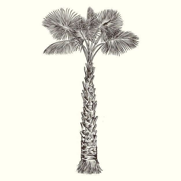 Vector vintage palm tree sketch drawing