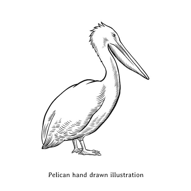 Vector vintage pelican hand drawn illustration