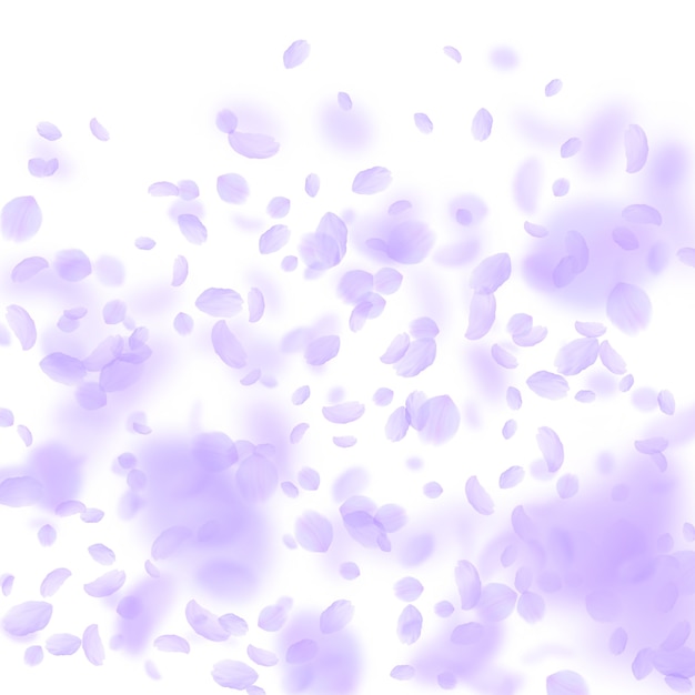 Violet flower petals falling down