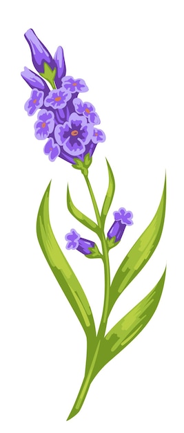 Violet orchids with thick stem and foliage vector