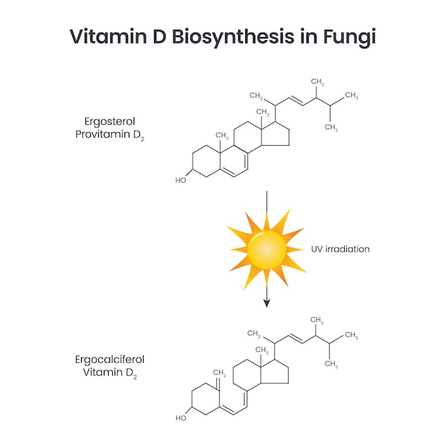 Vitamin D Biosynthesis in Fungi science educational vector illustration