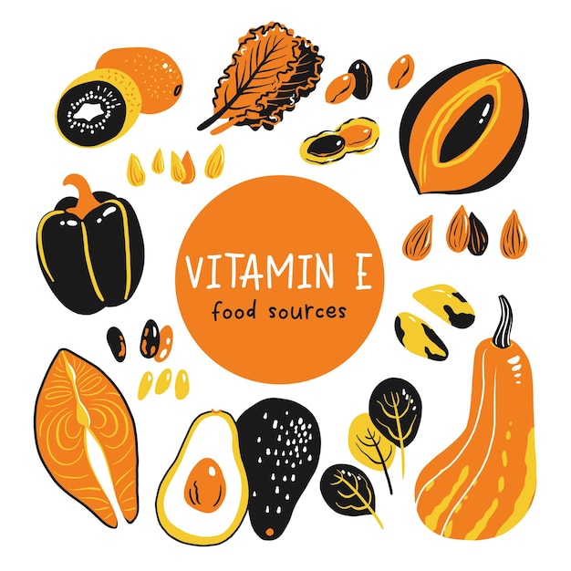 Vitamin e vector stock illustration Food products with a high content of the tocopherol kiwi mamey sapote swiss chard red sweet pepper avocado butternut squash brazil nuts peanuts salmon