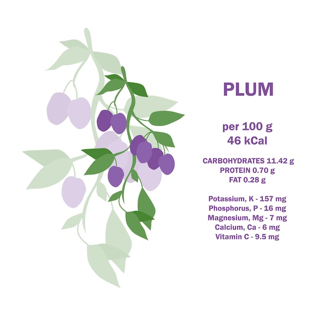 Vitamins minerals and calorie Information about nutrition facts plum fruit healthy nutrition card