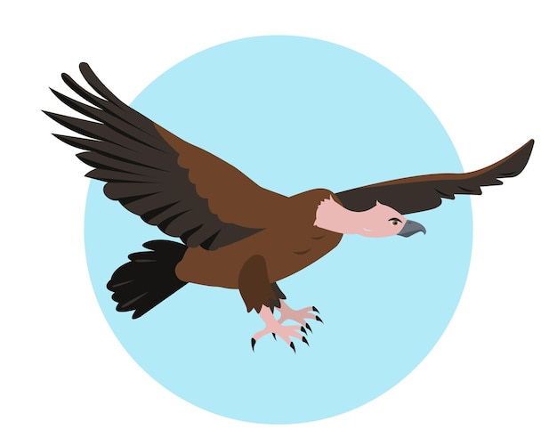 Vector vulture bird flying in sky bird vulture for nature bird watching and ornithology design