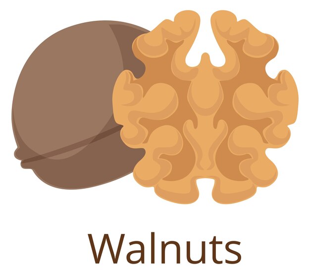 Vector walnut icon healthy organic nut cartoon symbol