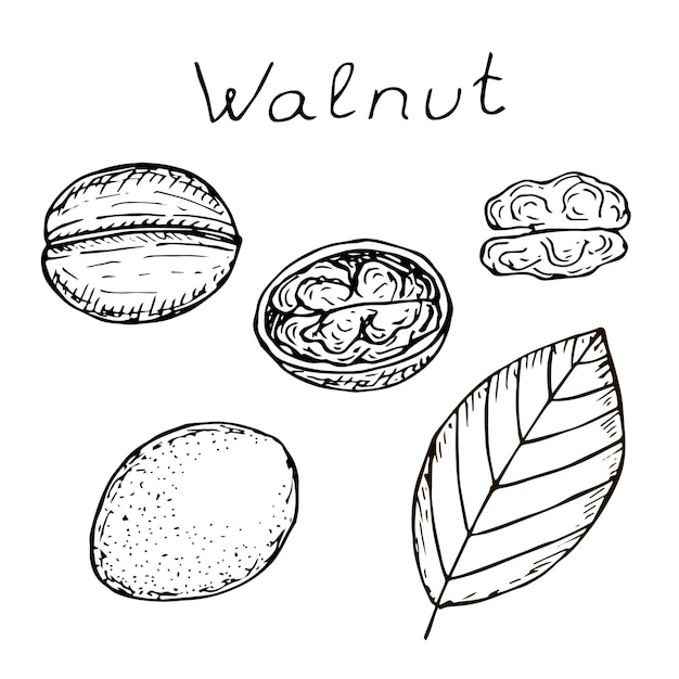 Walnut set vector illustration hand drawing sketch