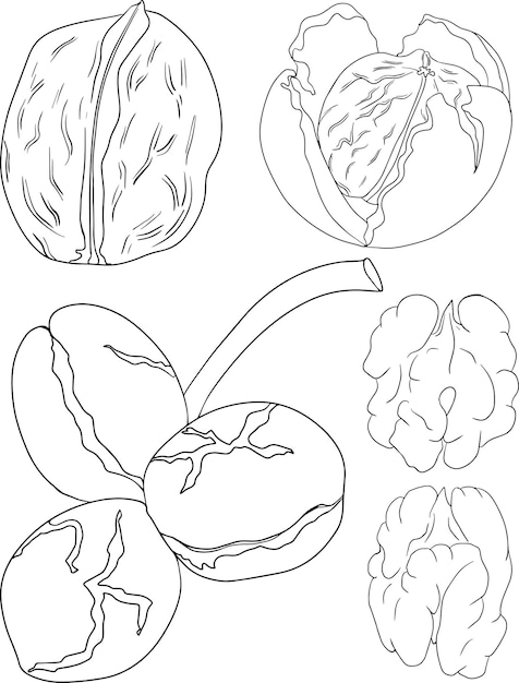 Walnut. Vector hand drawn nuts. Coloring pages with different sort of nuns.