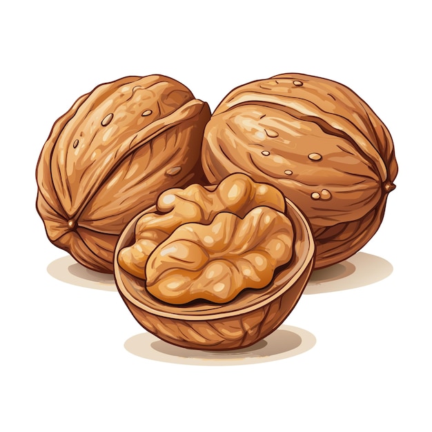 Vector walnuts food vector style design