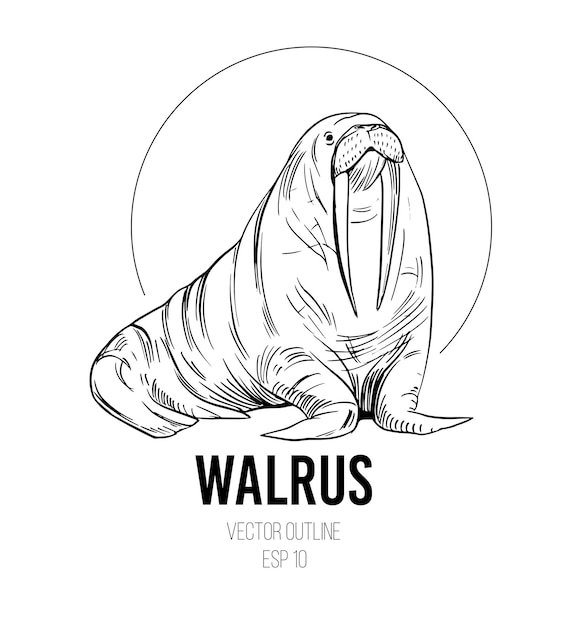 Walrus sketch. Vector illustration. Black outline on a transparent background