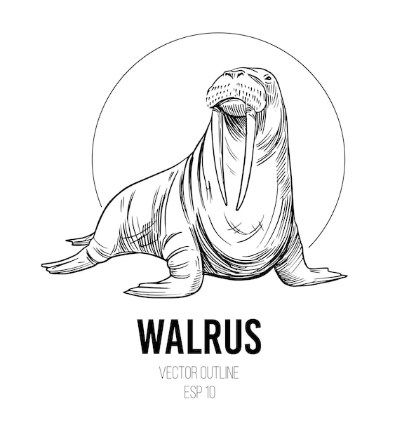 Walrus sketch. Vector illustration. Black outline on a transparent background