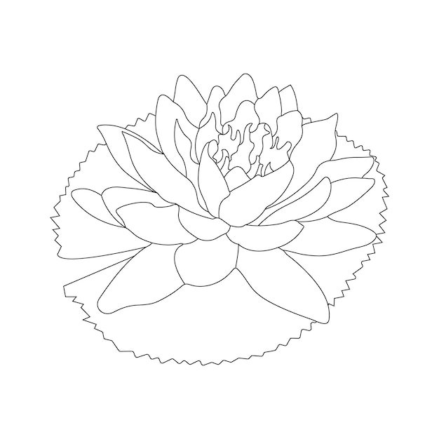 water lily coloring page and line art flower sketch with flower vector illustration