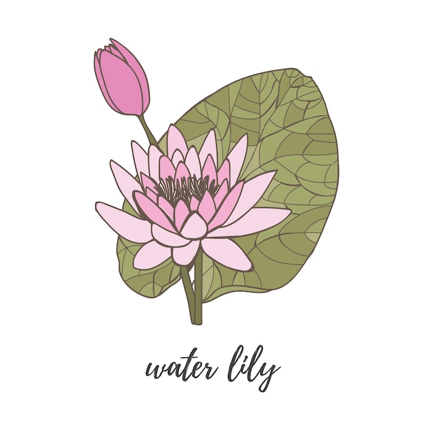 Water lily lotus in pink color with a green leaf on a white background