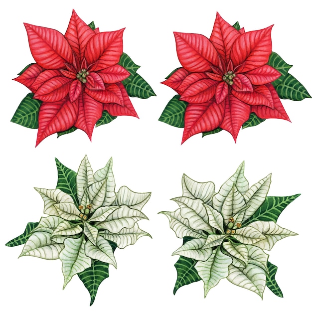 Waterclor hand drawn elegant realistic poinsettia decorations