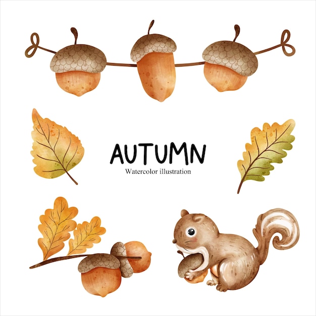 Watercolor acorn autumn season vector illustration