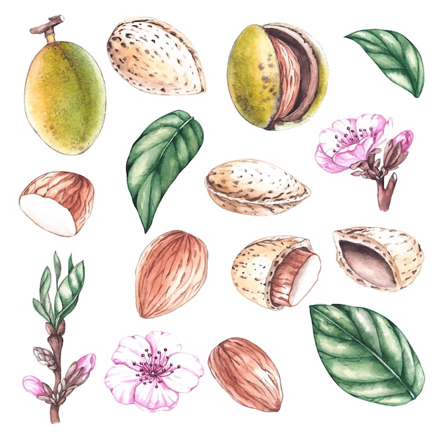 Watercolor almond nuts