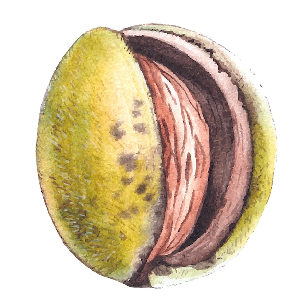 Vector watercolor almond