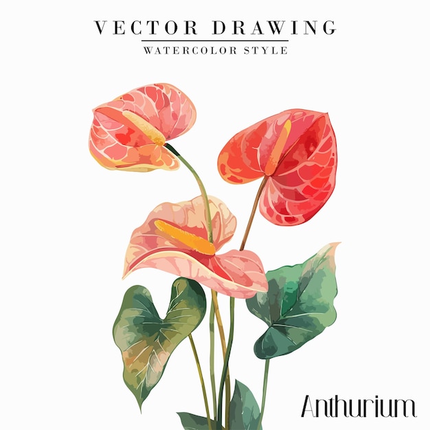 Vector watercolor anthurium laceleaf clipart floral vector