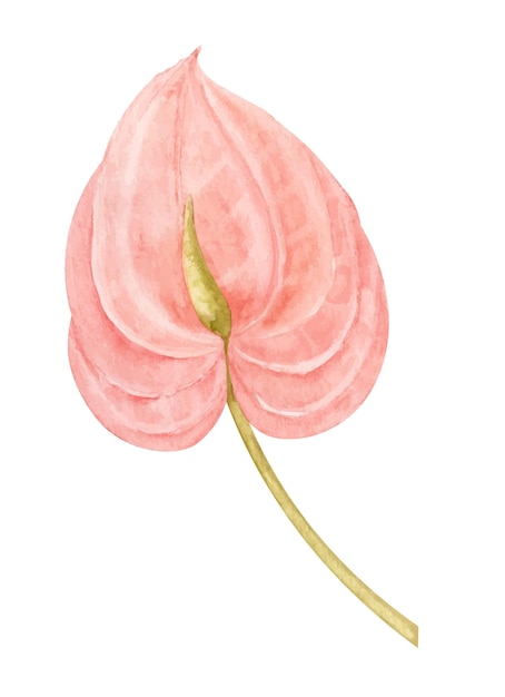 Watercolor Anthurium pink Flower Hand drawn illustration of tropical exotic plant on isolated background Botanical drawing for greeting cards or wedding invitations in jungle style Colorful sketch