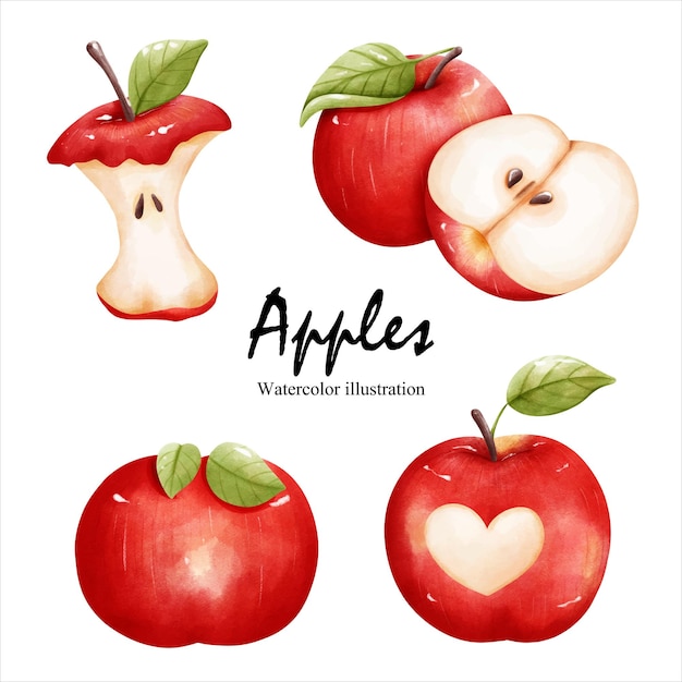 Watercolor apples fruit vector illustration