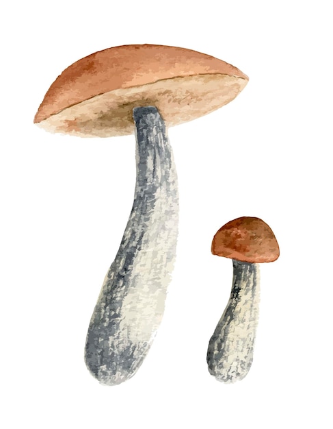 Watercolor autumn birch Mushroom. Forest Botanical illustration. Sketch of Fungus