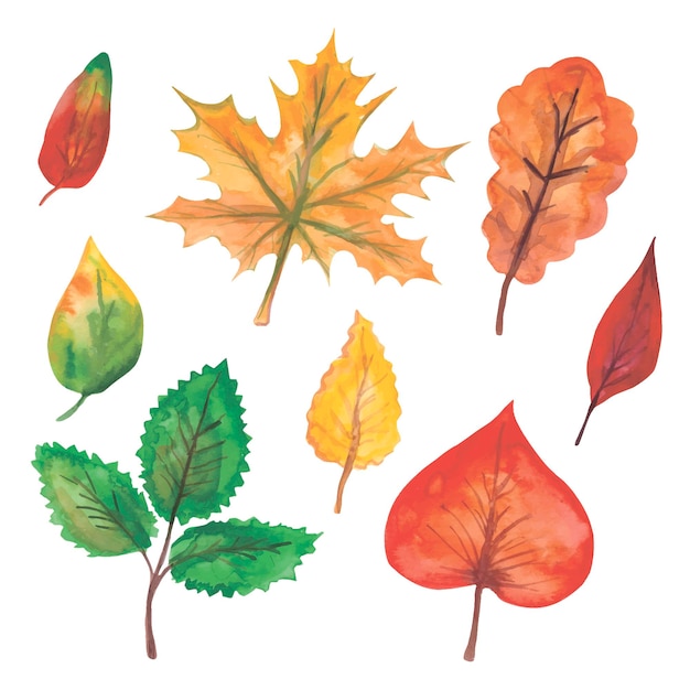 Watercolor autumn colored leaves Vector illustration