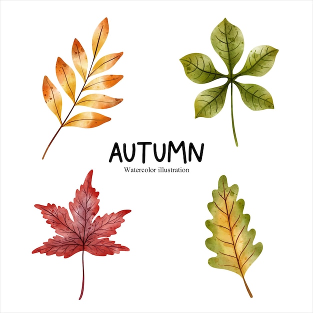 Watercolor autumn leaf autumn season vector illustration