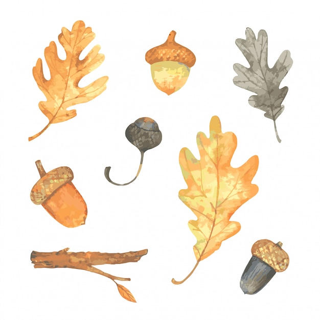 Watercolor autumn leaf set.   illustration