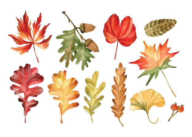 Watercolor autumn leaves, acorn and cone isolated elements set