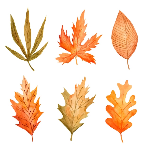 Watercolor autumn leaves collection