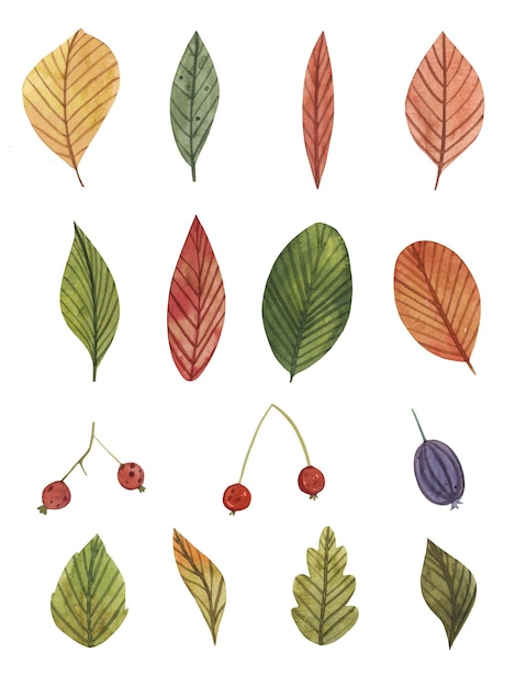 Watercolor autumn leaves and herbs