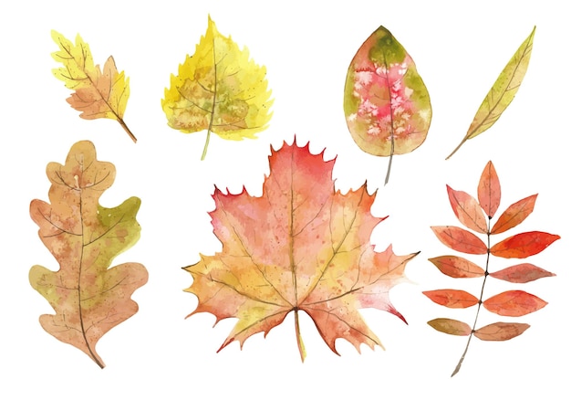 Watercolor Autumn Leaves set. Vector botanical illustration of Fall Foliage Maple and Oak