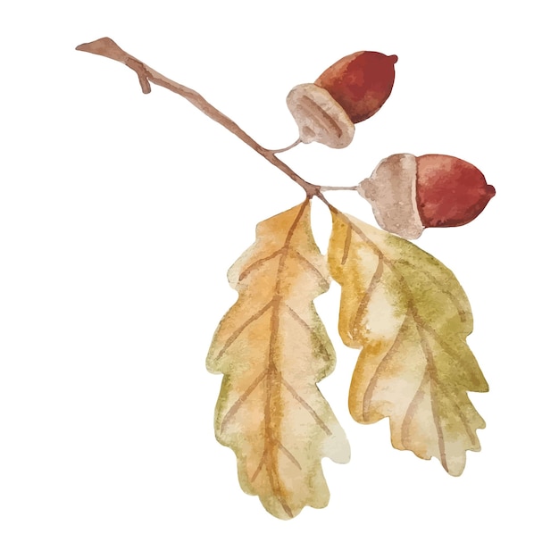 Watercolor autumn oak branch with acorns hand drawn isolated on white